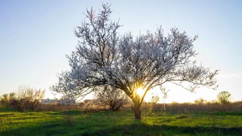 Blooming tree timelapse at sunset Stock Footage 301719197