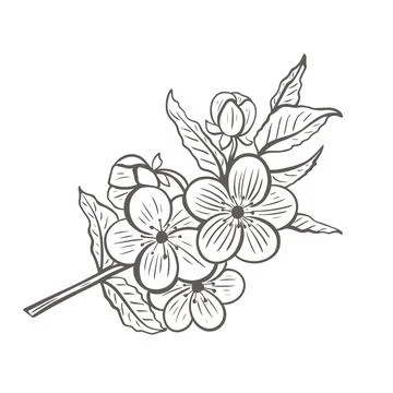 Blooming tree twig sketch Illustrazione stock