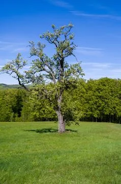 Blooming Tree Under Blue Sky Stockfoto's