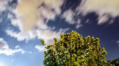 Blooming tree under night sky Video stock 50714923