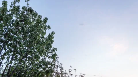 Blooming tree under night sky with moon Stock Footage 50715035