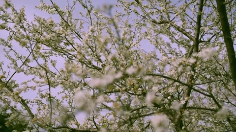 Blooming tree with white cherry flowers over blue sky at background. Retro ph Stock Footage 305395207