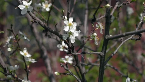 Blooming tree with white flowers. Stock Footage 186790633