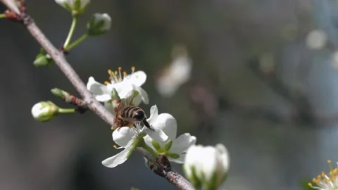 Blooming tree with white flowers. Stock Footage 186862997