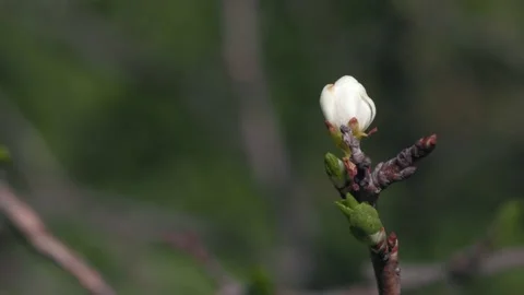 Blooming tree with white flowers. Video stock 186863870