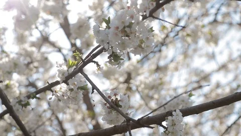 Blooming tree. White flowers on the spring tree Stock Footage 129572906