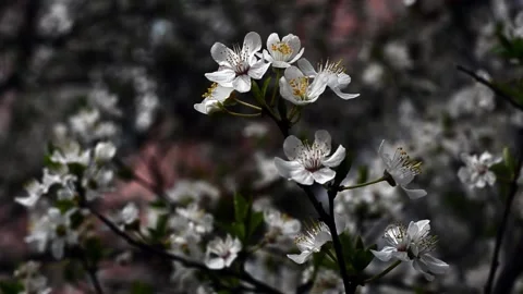 Blooming tree white flowers spring in nature Stock Footage 151927235
