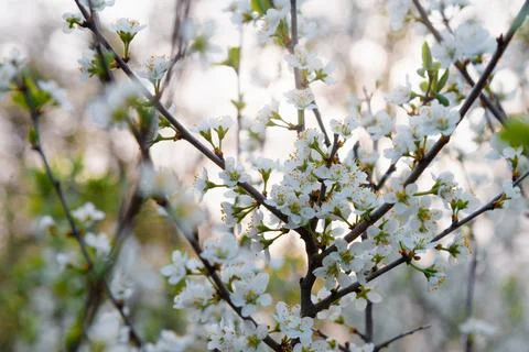 Blooming tree with white flowers. Spring flowers on cherry tree in sunlight Stock Photos