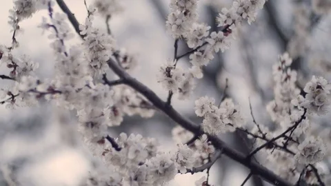 Blooming tree. White flowers on a tree in the spring park. Spring garden Vidéo 74494976