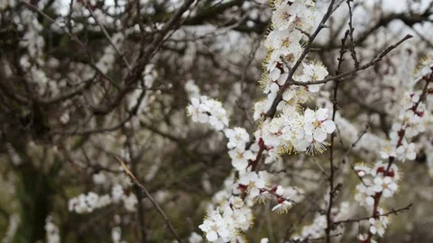 Blooming tree. White flowers on a tree in the spring park. Spring garden 스톡 동영상 74495982