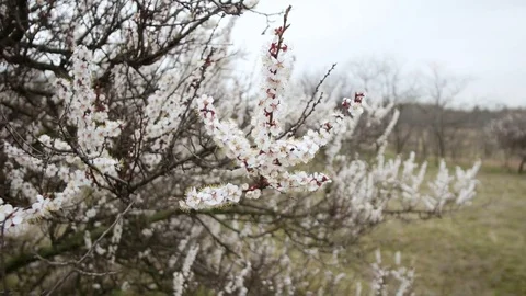 Blooming tree. White flowers on a tree in the spring park. Spring garden Vidéo 74496473