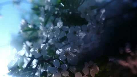 Blooming tree, white flowers on tree sunset sunlight. cinematic Video stock 274143880