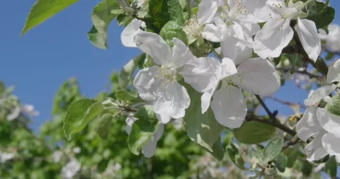 Blooming tree in white . Stock Footage 131310374