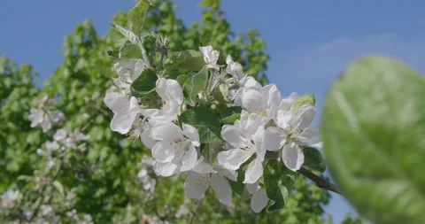 Blooming tree in white . Stock Footage 131310439