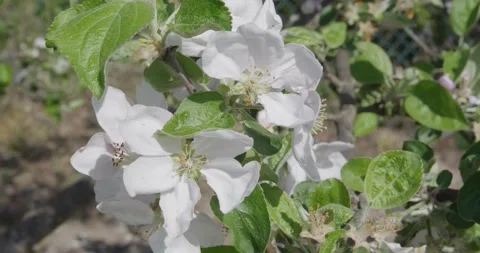 Blooming tree in white . Stock Footage 131310492