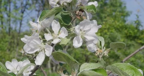 Blooming tree in white . Stock Footage 131310498