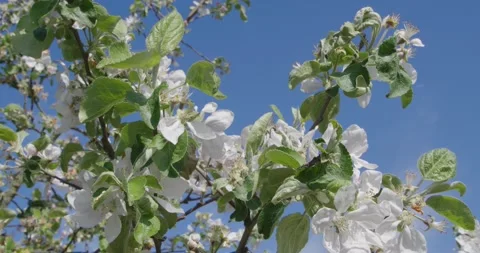 Blooming tree in white . Stock Footage 131310541