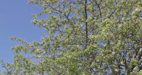 Blooming tree in white . Stock Footage 131310800