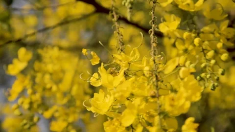 Blooming tree with yellow flowers 스톡 동영상 119214443