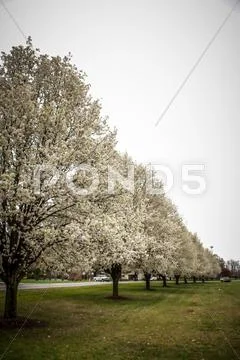 Blooming treeline Stock Photos