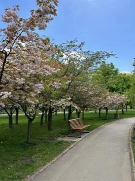 Blooming Trees Along Park Path in Spring. Stock Photos