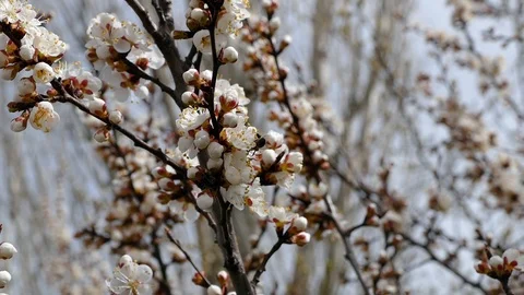 Blooming trees and bees in spring blooming trees in spring Stock Footage 87286478