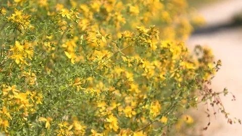 Blooming trees and bees on them Stock Footage 91731025
