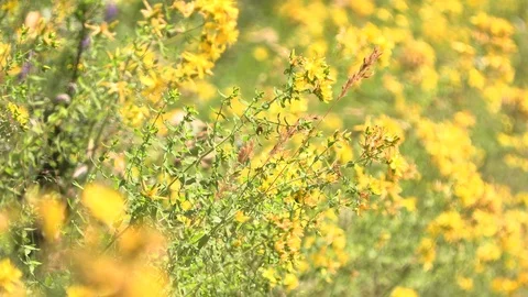 Blooming trees and bees on them Stock Footage 91761678