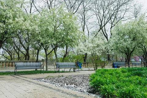 Blooming trees and empty benches in a park during spring near a walkway sur.. Фото