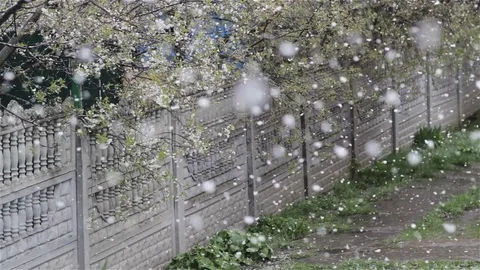 Blooming trees and falling snow Stock Footage 84880886