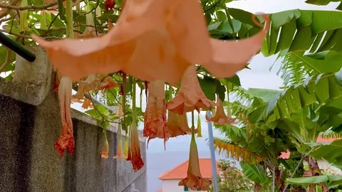 Blooming trees and palms. Walking under branches with flowers. Stock Footage 296507452