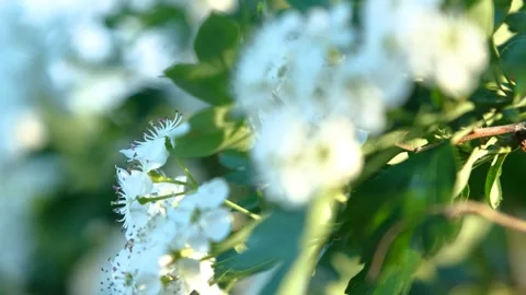 Blooming Trees and Shining Sun in Spring Video stock 242521916