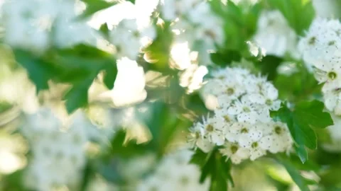 Blooming Trees and Shining Sun in Spring Vídeo Stock 242522933