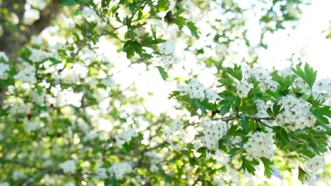 Blooming Trees and Shining Sun in Spring 動画素材 242523171
