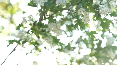 Blooming Trees and Shining Sun in Spring 動画素材 242523298