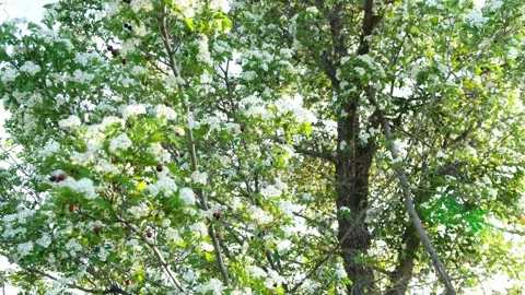 Blooming Trees and Shining Sun in Spring Stock-Footage 242523924