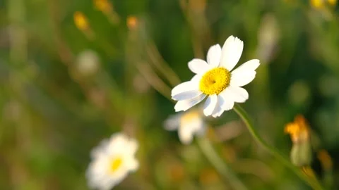 Blooming Trees and Shining Sun in Spring Stock Footage 242528220