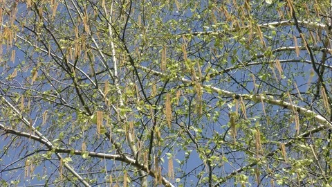 Blooming trees birch in spring in daylight in city close up Stock Footage 124024052