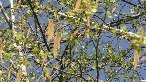 Blooming trees birch in spring in daylight in city close up Stock Footage 124024058