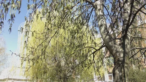 Blooming trees birch in spring in daylight in city Stock Footage 124024071