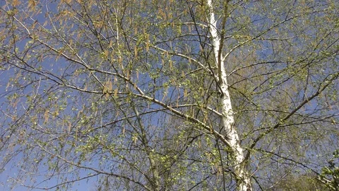 Blooming trees birch in spring in daylight in city Stock Footage 124024075