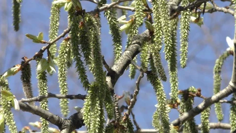 Blooming trees birch in spring in daylight in city close up Stock Footage 124024128
