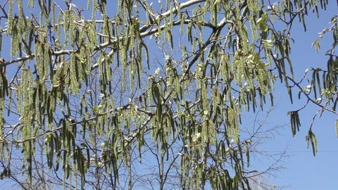 Blooming trees birch in spring in daylight in city close up Stock Footage 124024885