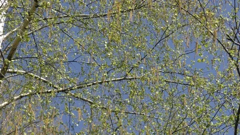Blooming trees birch in spring in daylight in city Stock Footage 124025416