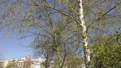 Blooming trees birch in spring in daylight in city Stock Footage 124025630