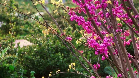 Blooming trees in city park Stock Footage 88168232