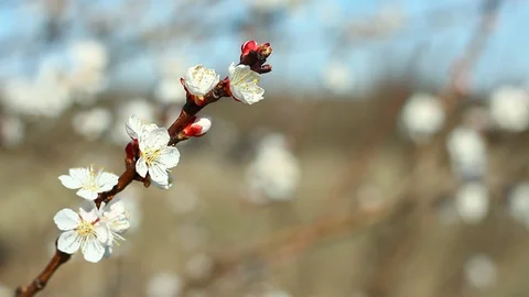 Blooming trees close-up in the spring season. Stock Footage 127710903