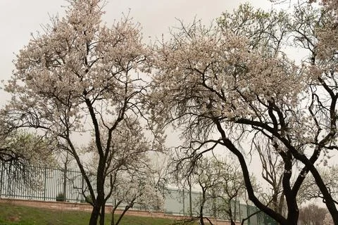 Blooming trees displaying beautiful spring flowers outdoors Stock Photos