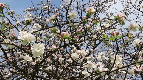 Blooming trees in early spring day Stock Footage 150224069