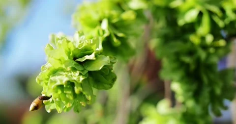 Blooming trees on early spring Stock Footage 89444517